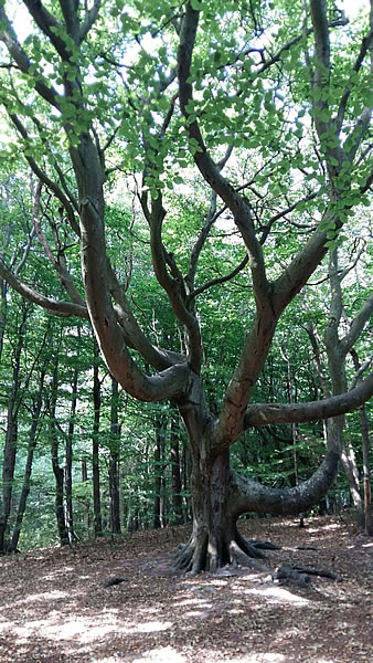 Baum, Symbold Indikationen